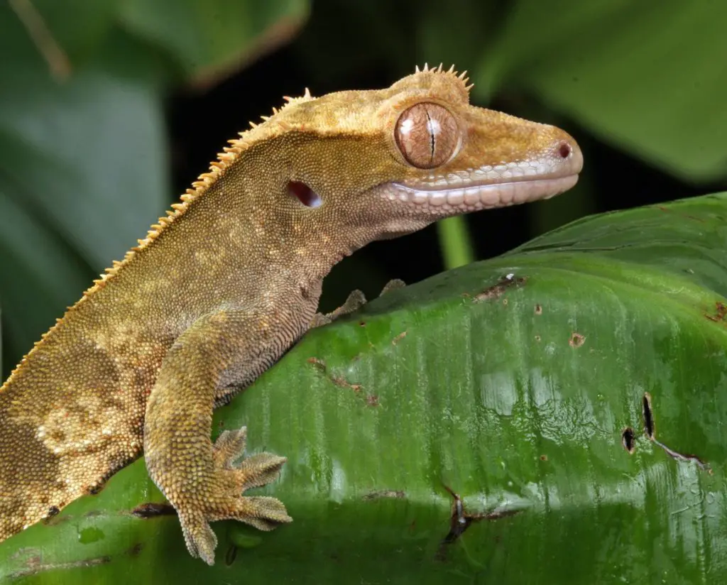 Crested Gecko climbing on a leaf