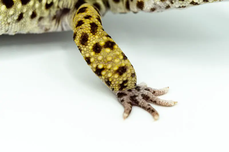 Leopard Gecko Claw