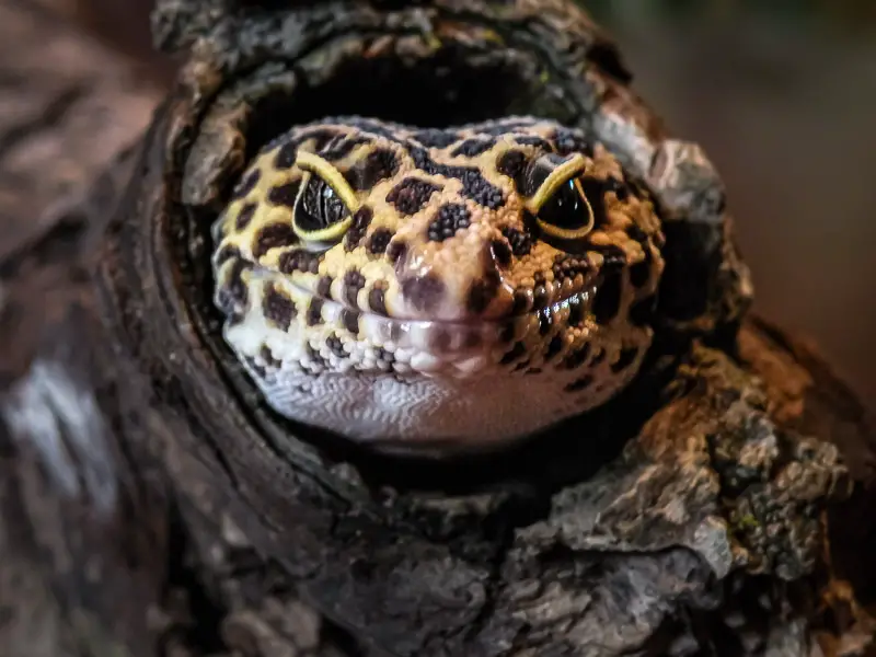 Leopard Gecko in a log