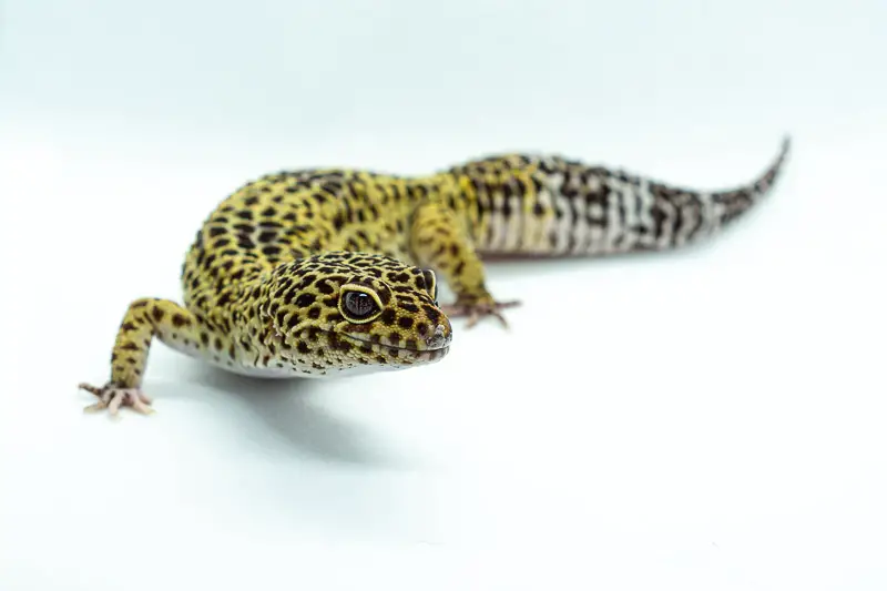 Leopard Gecko facts infor stats