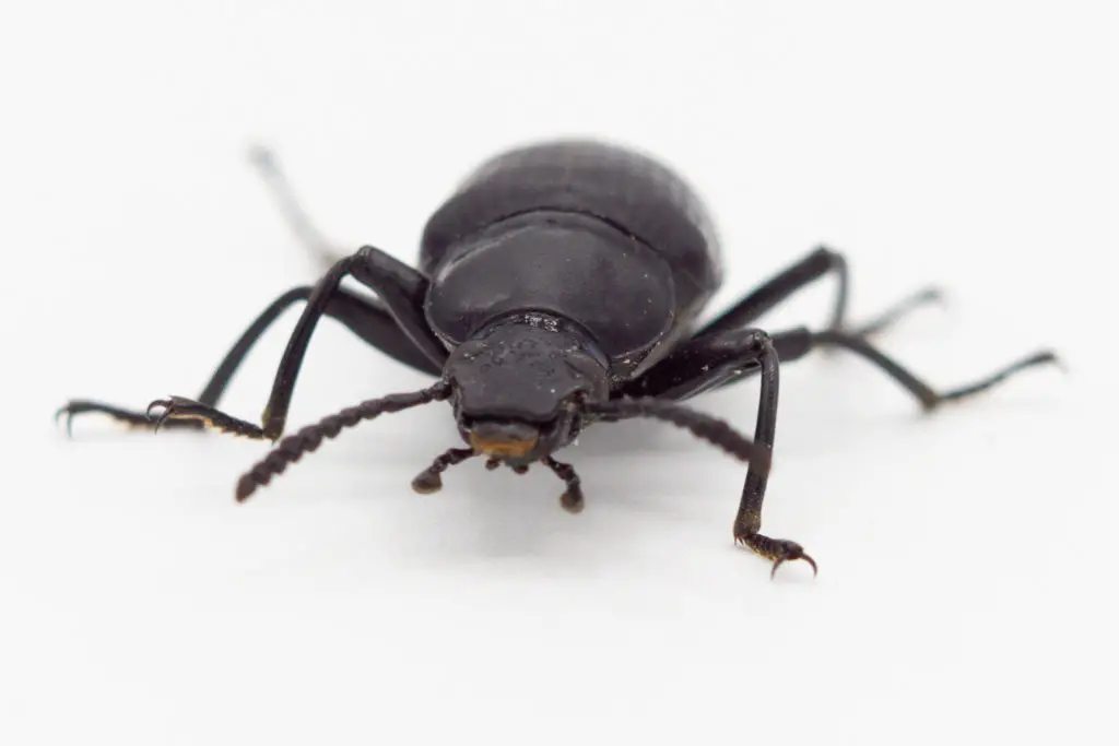 Superworm Beetle - Zophobas morio