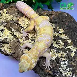 What kind of leopard gecko morph breeds are there? – Leopard Gecko Habitat
