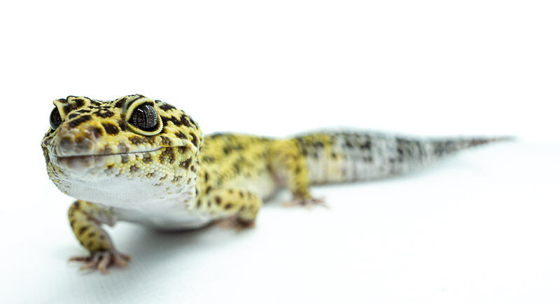 pet leopard gecko isolated on white background