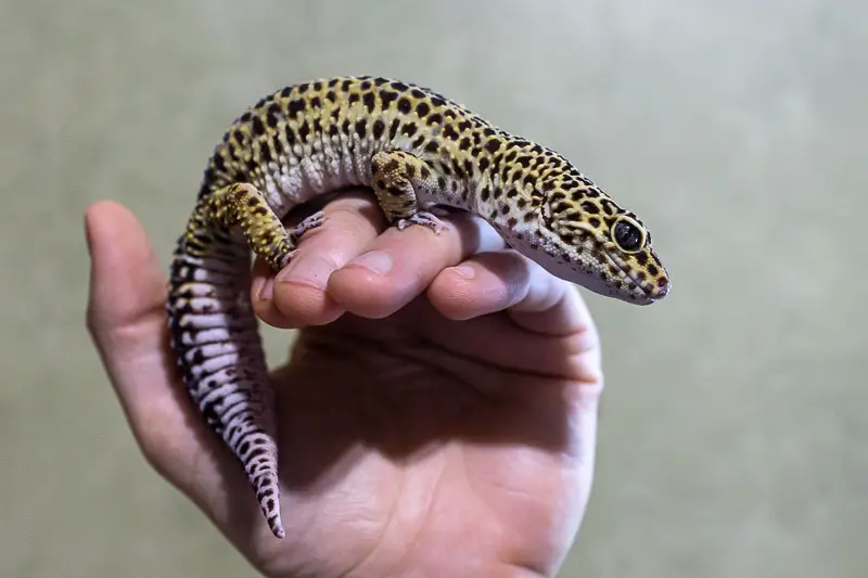 5 Leopard Gecko Handling Tips