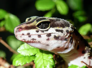 Juvenile Leopard Gecko Head