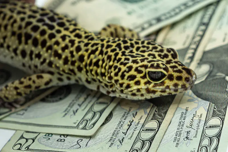 How Much is a Leopard Gecko? Total Cost of Ownership