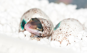 Leopard-Gecko-Hatching-From-Egg