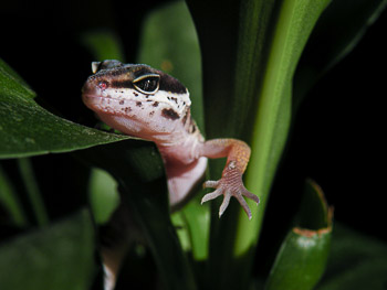 Can Leopard Geckos Climb?