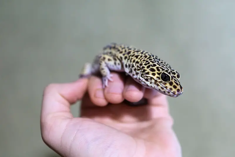 Leopard Gecko Held in Hand