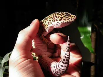 Leopard Gecko Tails: 5 Interesting Facts
