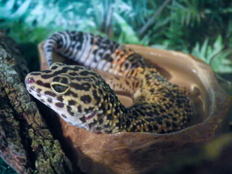 leopard gecko water