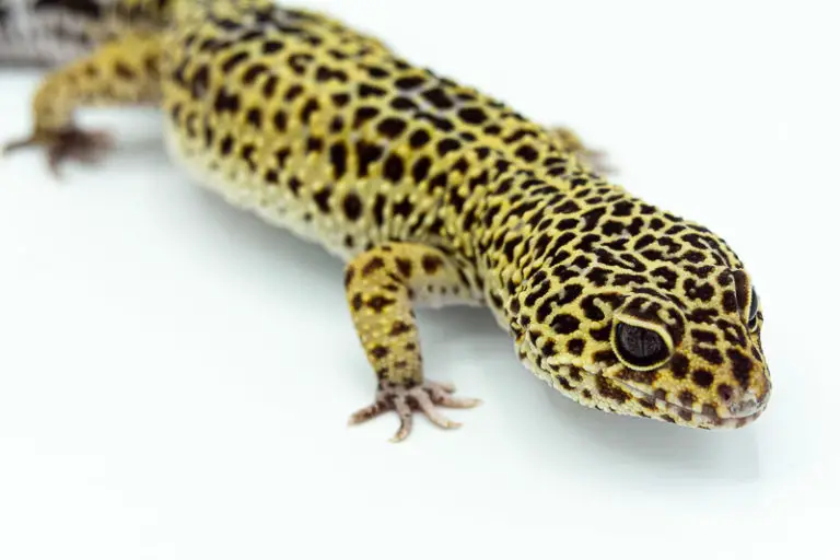 Leopard Gecko: Facts | Information | Stats | – Leopard Gecko Habitat