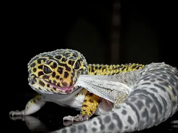 Leopard Gecko shedding