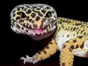 Leopard Gecko Sticking Out its Tongue