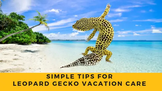 Leopard Gecko Vacation Care Tips