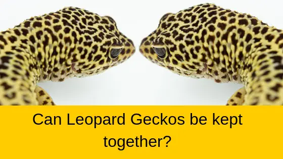 Leopard Geckos kept Together