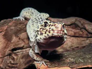 Close Up of a Leopard Geco Shedding its Skin