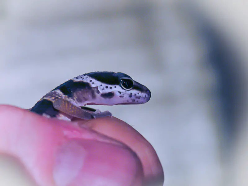 Holding a Leopard Gecko Hatchling