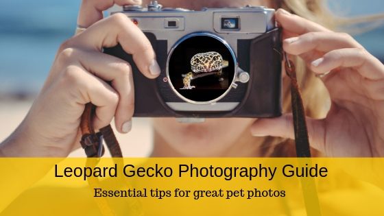 Leopard Gecko Photo Guide Post