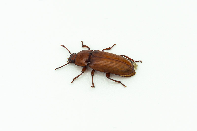 Darkling Beetle