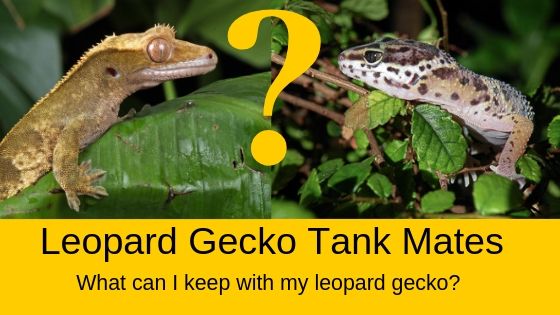 Leopard Gecko Tank Mates Sharing Tank