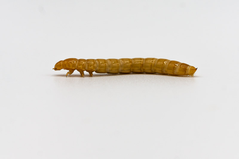 Mealworm Leopardigekkoa Ruokittaessa