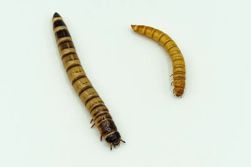 Superworm vs Mealworm