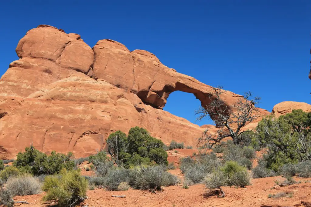 Rocky Desert Leopard Gecko Home