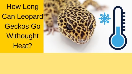 How Long can leopard geckos go without heat?