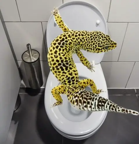 pee geckos gecko