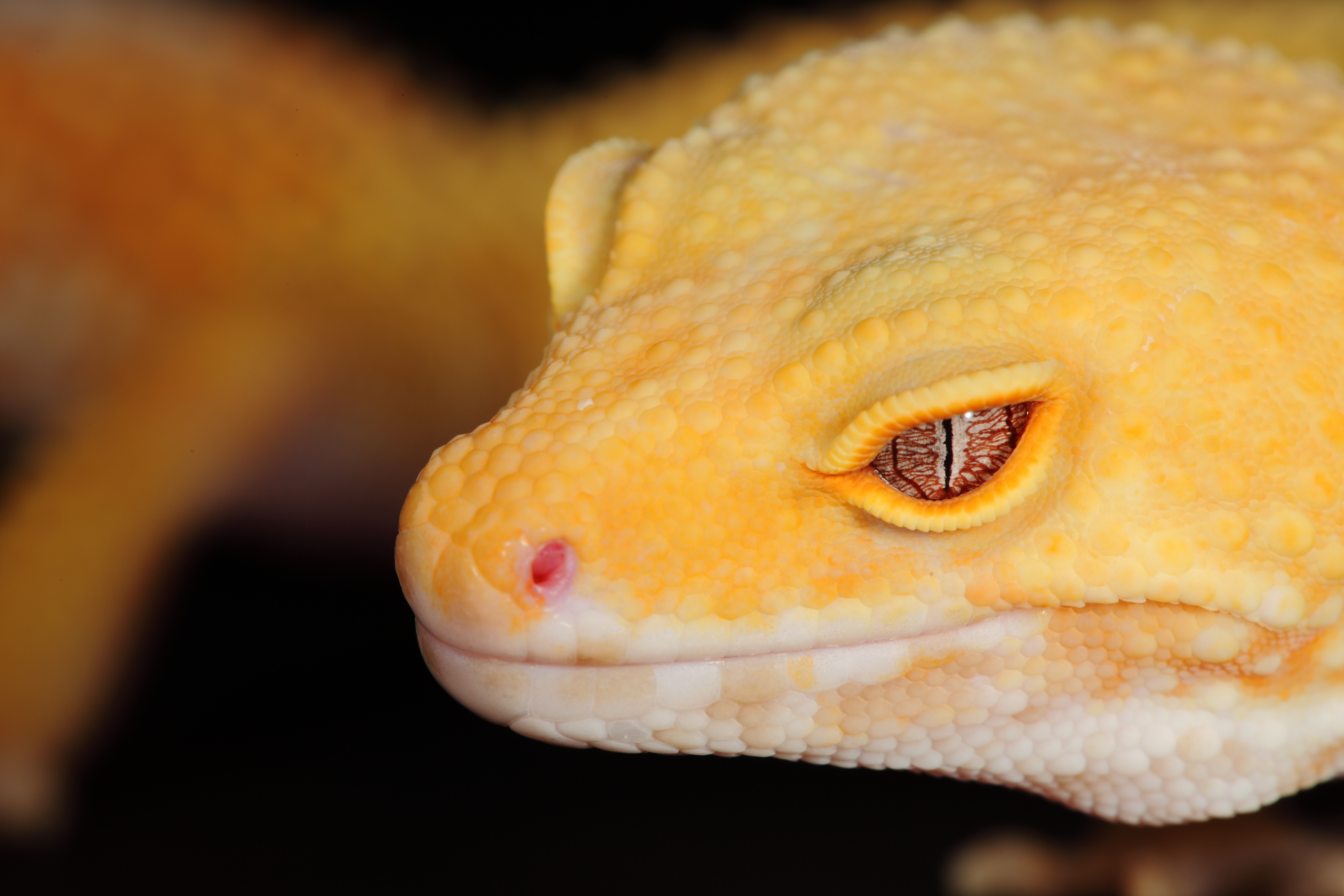 bell albino leopard gecko eyes
