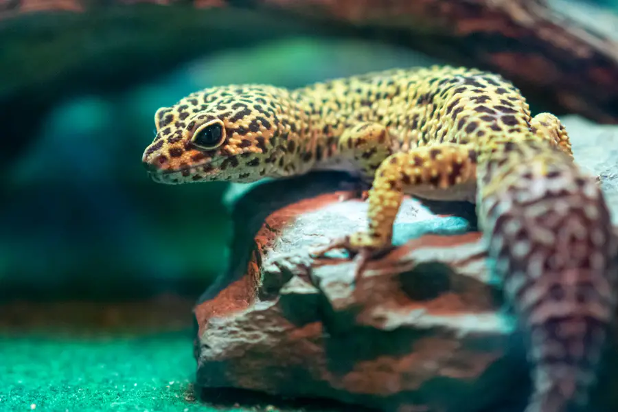 leopard gecko teddy