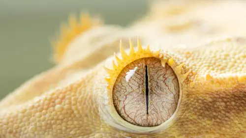 Crested Gecko Eye
