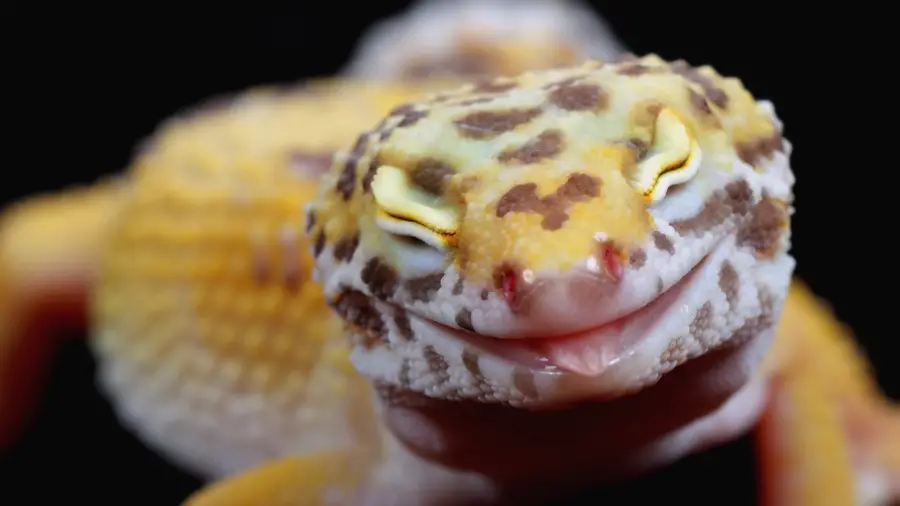 Why Do Leopard Geckos Lick Their Eyes 