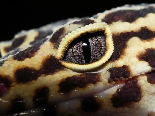 Leopard Gecko Eye