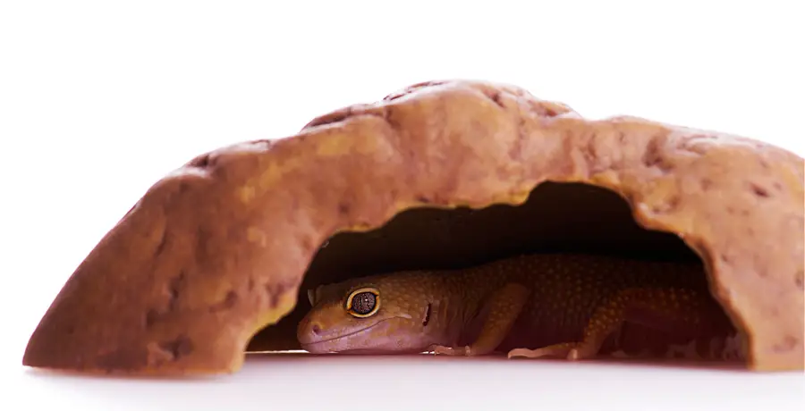 Leopard Gecko Hide - Settle In