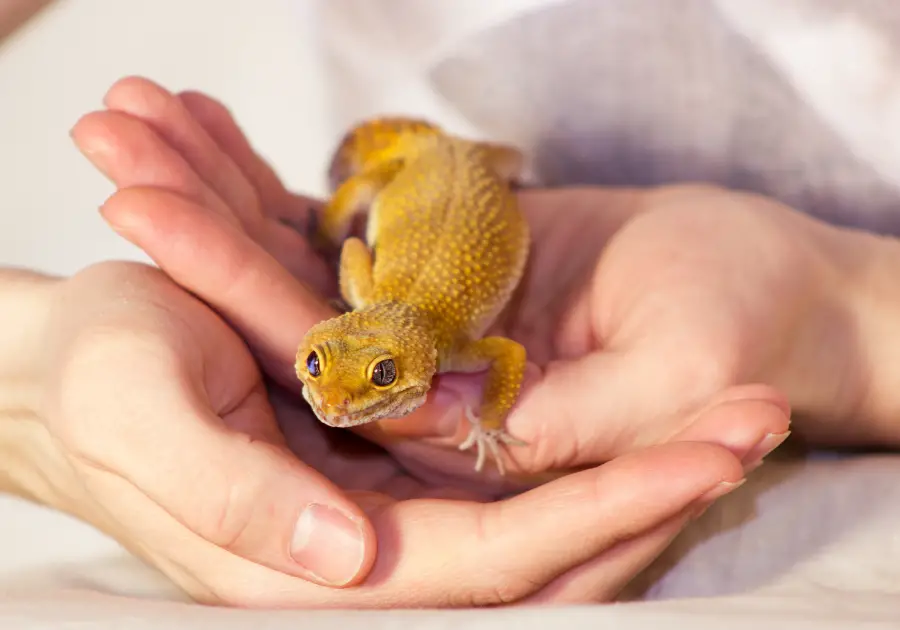 How to Bond with a Leopard Gecko (simple steps)