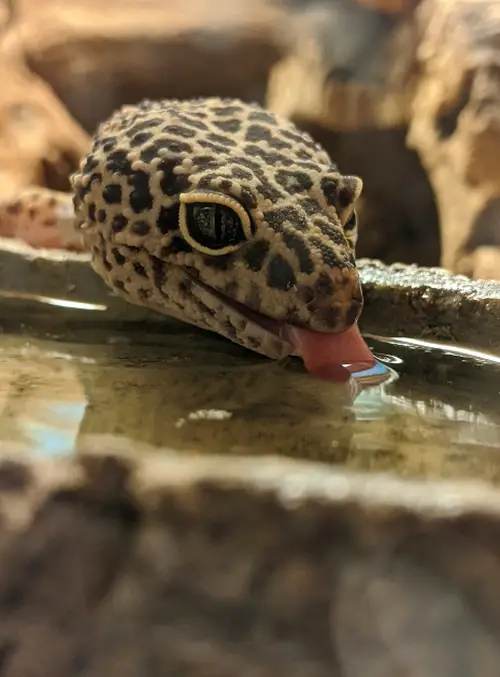 Leopard Gecko Drinking Water