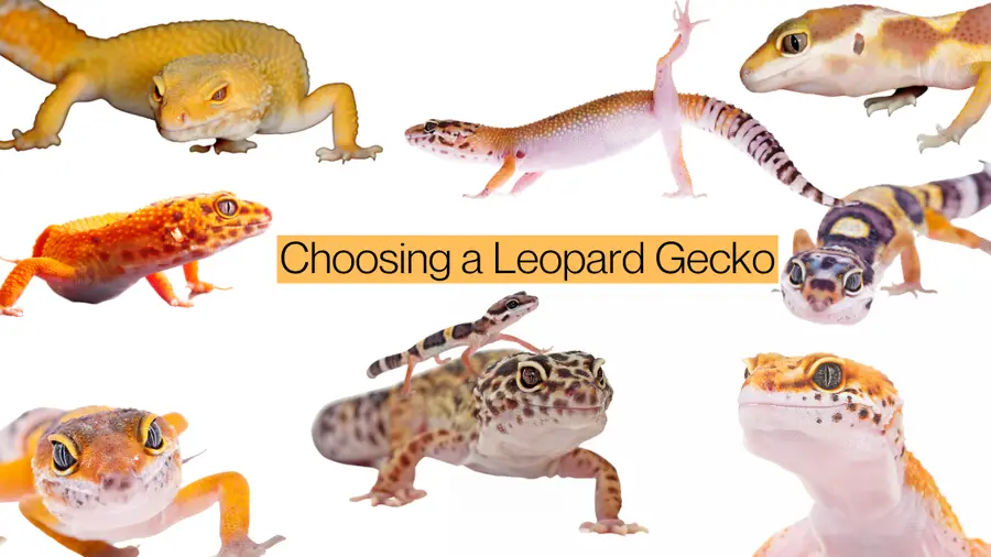 Choosing a Leopard Gecko