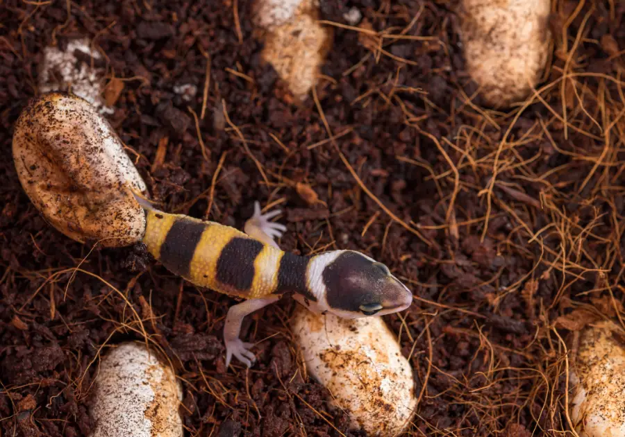  Oeufs de Gecko Léopard À Éclore