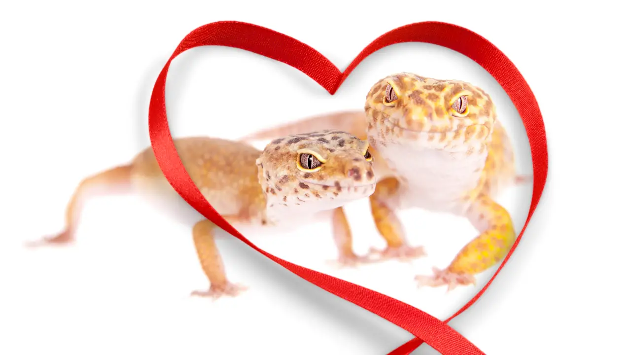 Leopard Gecko Breeding