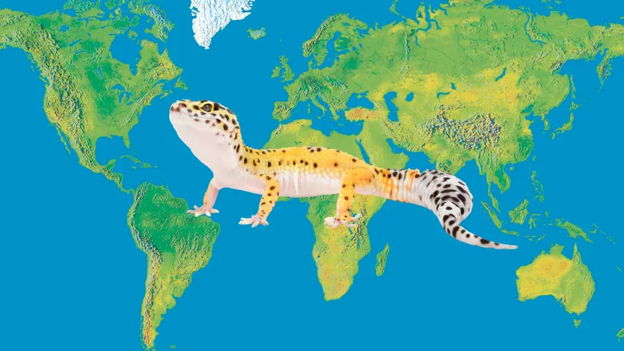 Where Do Leopard Geckos Come From?