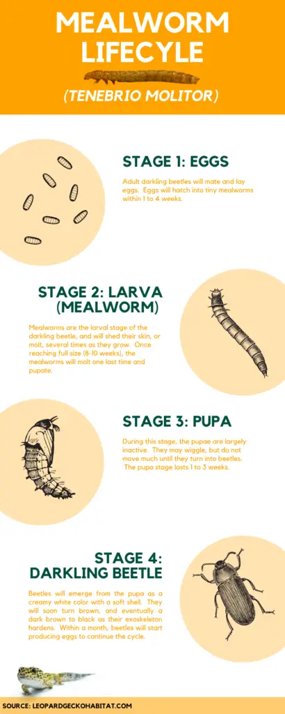 Mealworm do Ciclo de vida do Infográfico