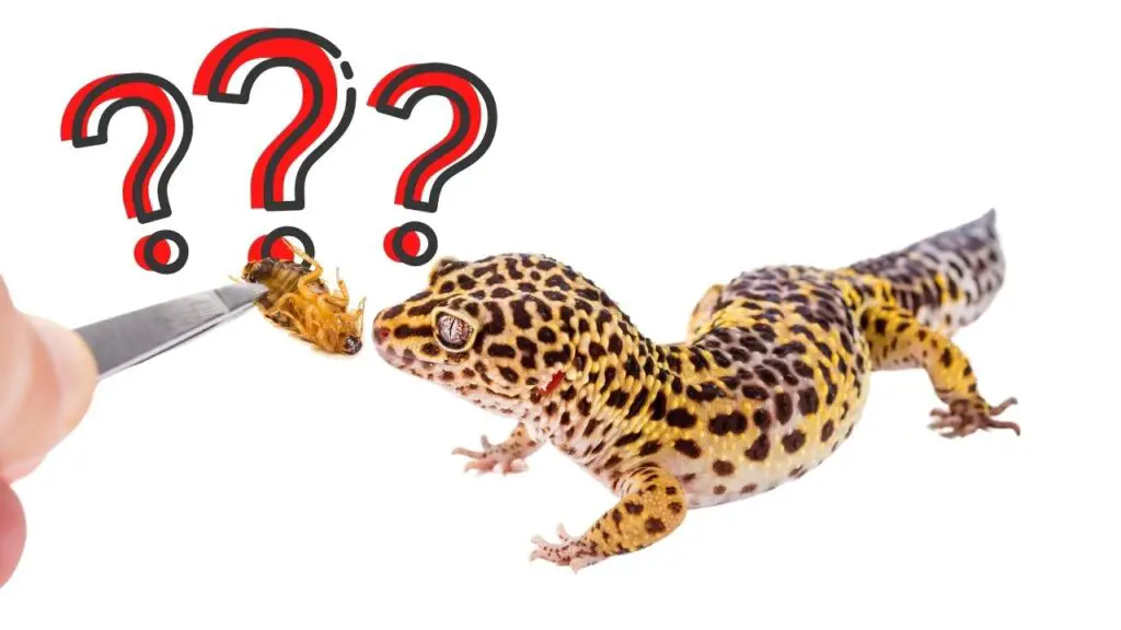 Leopard Gecko Foods to Avoid