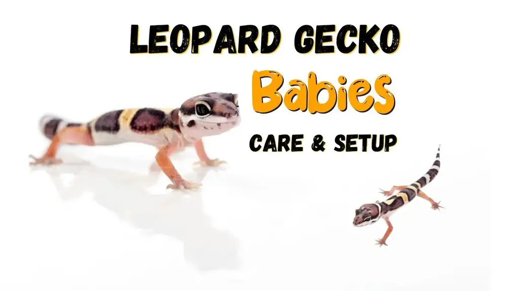 Baby Leopard Gecko îngrijire și configurare rezervor