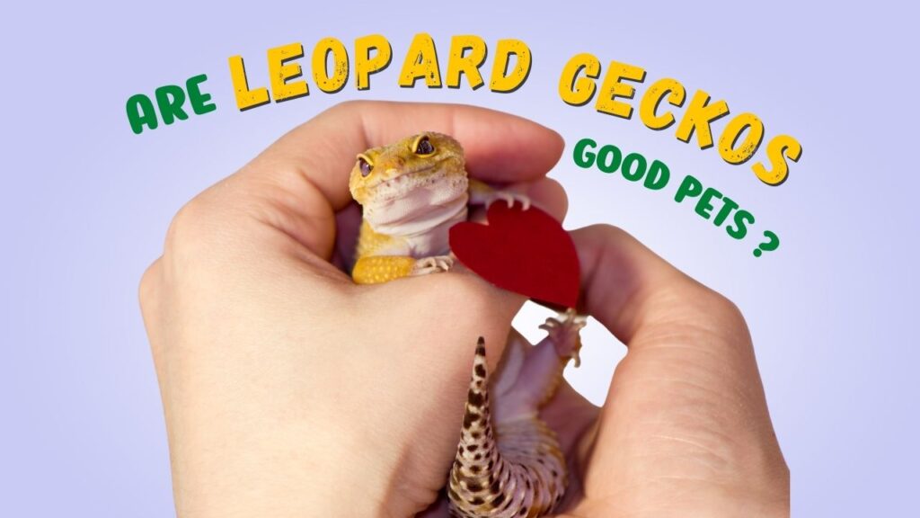 Are Leopard Geckos Good Pets?