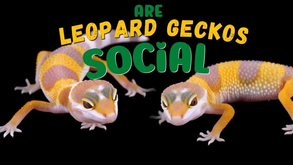 Are Leopard Geckos Social?