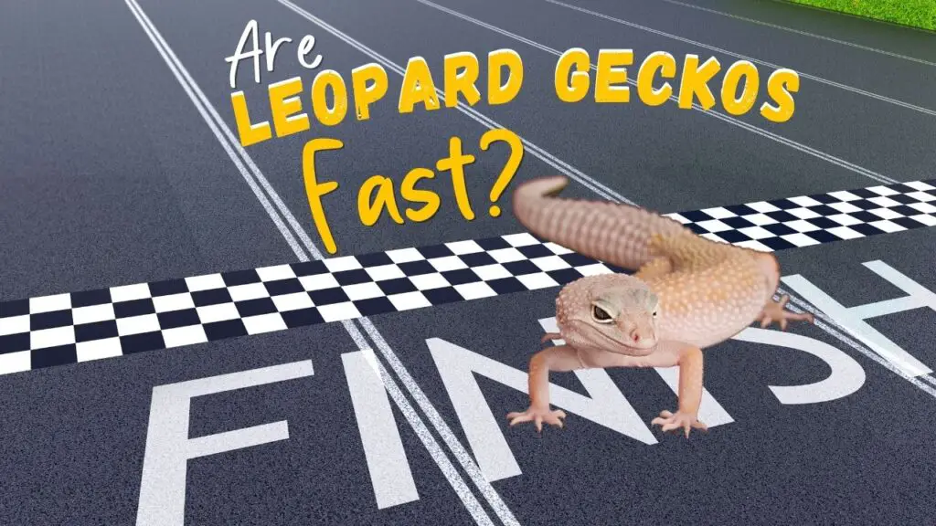 Are Leopard Geckos Fast