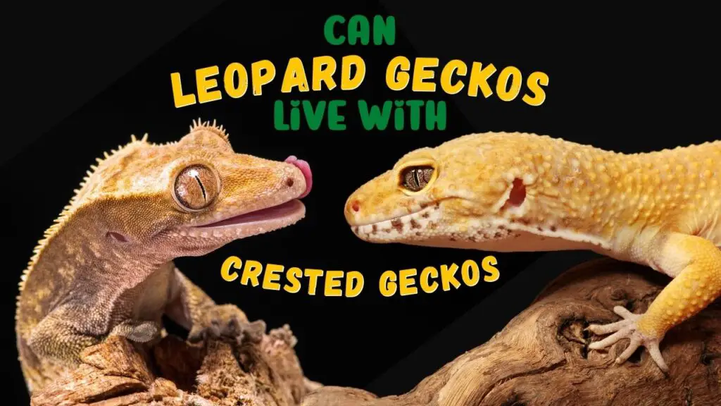 Can Crested Geckos live with Leopard Geckos