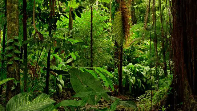 Rainforest Landscape